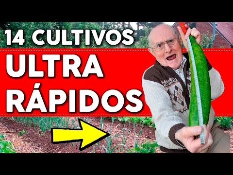 Vídeo: Plantes aquàtiques de paraigües: com es cultiva una planta de paraigües a l'aigua