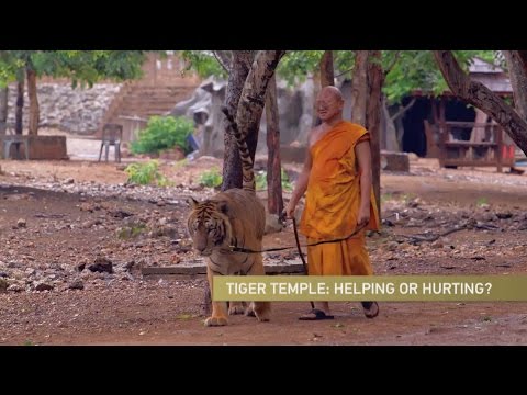 Video: Tigrar Från Tiger Temple I Thailand Som Dör