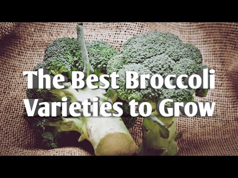 The Best & Easiest Broccoli Varieties to grow ~ the quickest to harvest (fewest days to maturity)