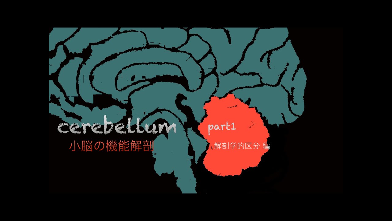 小脳の機能解剖【解剖学的区分 編】