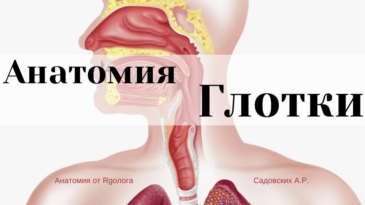 Глотка