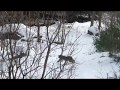 Amazing! bobcat hunts squirrel | ¡Increíble! lince rojo caza a la ardilla