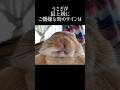 うさぎが最上級にご機嫌なときのサイン #bunny #うさぎ #雑学