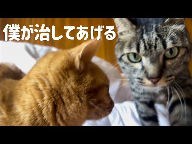 【裁断済み】いざという時に役立つ! 犬と猫の骨折・脱臼の初期対応 41Pjab-FFkL._AC_SY200_QL15_.jpg