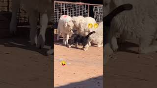 Download Lagu #shik#shek# Shak #shok🤭 #bellydance #music #song #arabic #beautyful #cat #beshak #beautyfull MP3