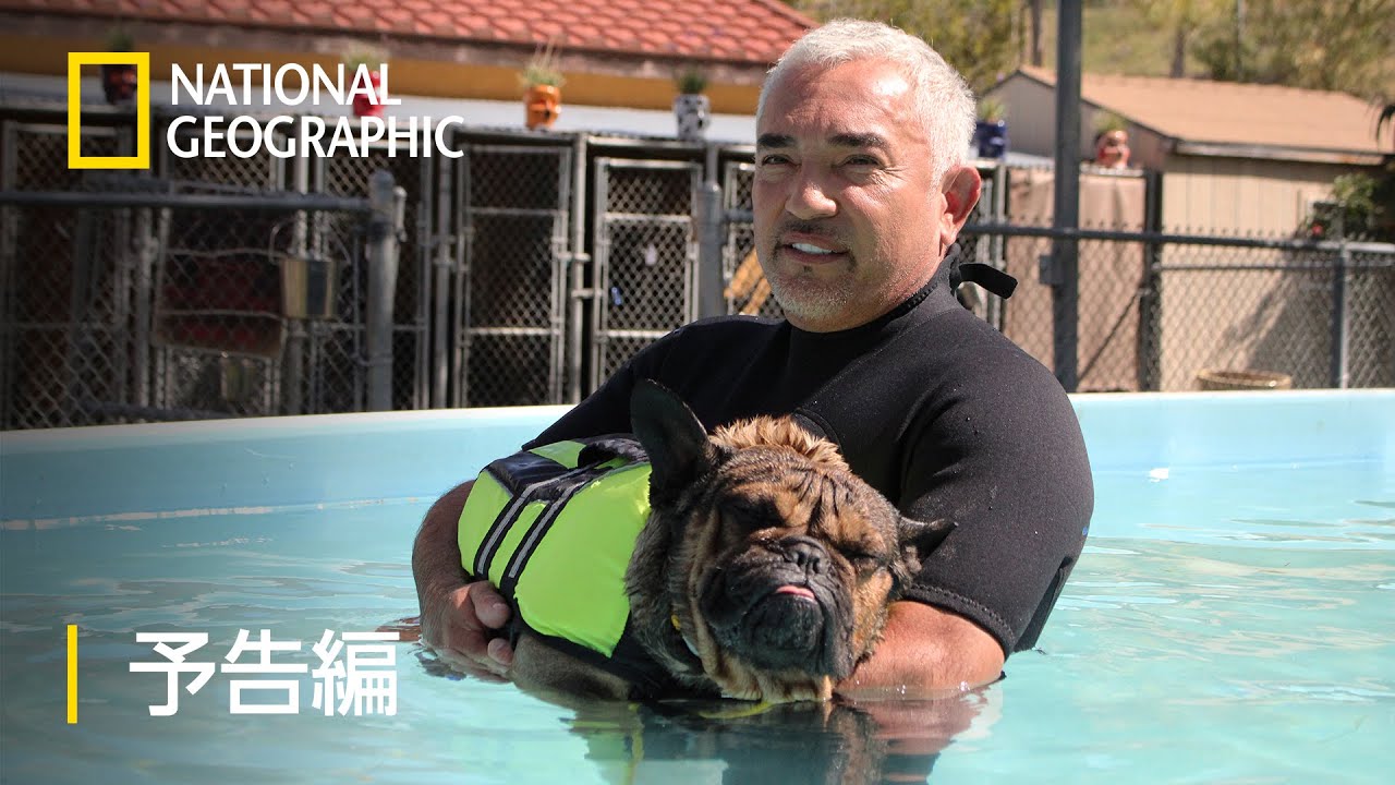 犬ナナ犬専用 セルシオ 30 31 純正カーナビチューナー DVD TV 中古品