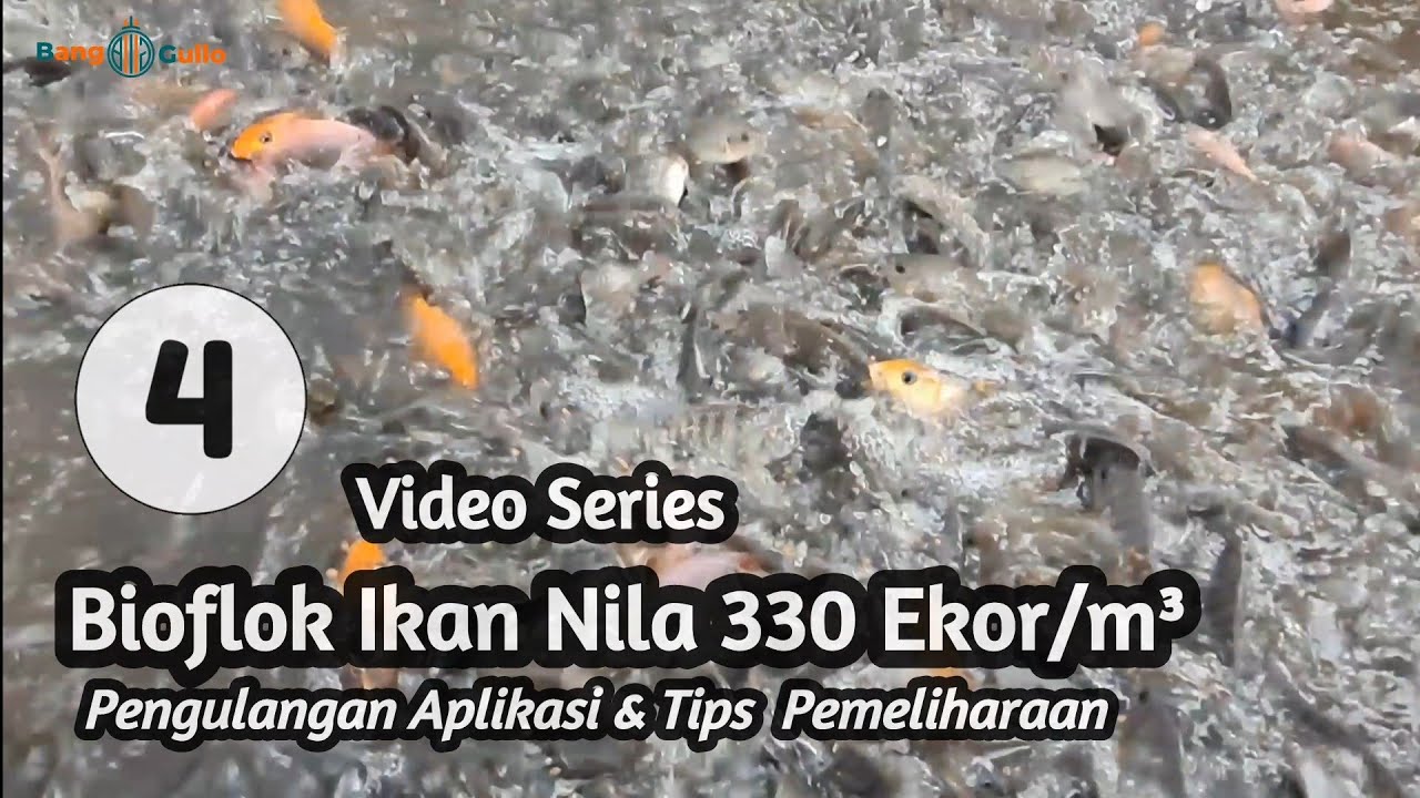 Coba Bioflok 330 ekor/m3, Bagaimana Aerasi dan Aplikasi Bahan Bioflok? Bulan Pertama