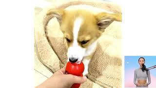 Welsh corgi pembroke. Nel film, Domande e risposte, Come scegliere, Fatti, Cura, Storia by Tutti Gli Animali 17 views 3 months ago 16 minutes