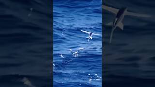 Dolphins Had To Sit Out On This One! #naturelovers #flyingfish #amazinganimals #fish #gratitude