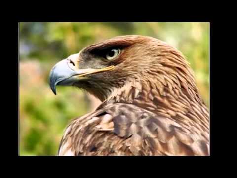 kavkasiuri balada jgufi bani axali