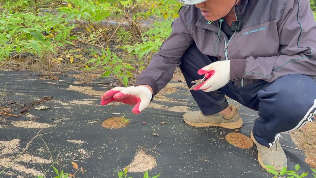 두릅을 심을 때 비닐은 최악이다