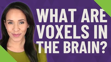 What are voxels in the brain?