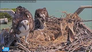 The Great Captiva Cam Crossover Event!! - Captiva Osprey Cam\/Captiva Eagle Cam (4\/29)