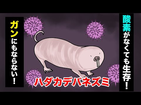 生存能力最強！？ハダカデバネズミって知ってる？