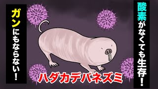 生存能力最強！？ハダカデバネズミって知ってる？