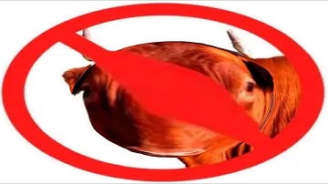 YTP - a bullish bull tries to bull his way into a dealership that doesn’t allow bulls (Collab Entry)