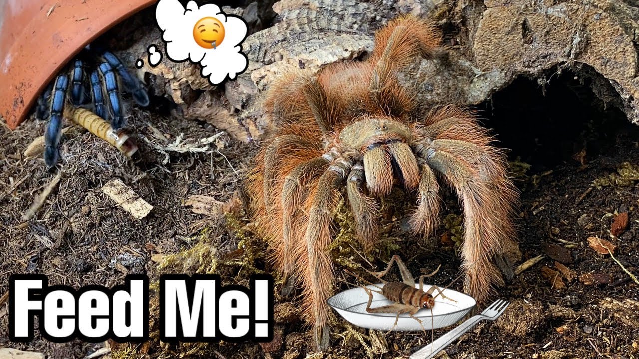TARANTULA FEEDING VIDEO Reptiliatus YouTube