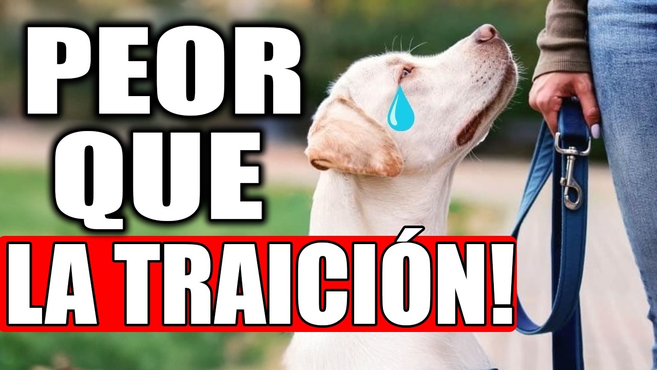 15 cosas que un perro NUNCA te perdonará