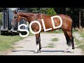 TOP EASY HUNTER JOLIE 2013 Mare By Lyjanero ANSporthorses 