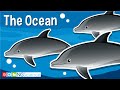 Ocean Ecosystems and Marine Life