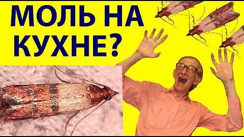 Где Моль Откладывает Яйца? Моль Несушка, Южная Плодовая Plodia interpunctella Под Микроскопом.