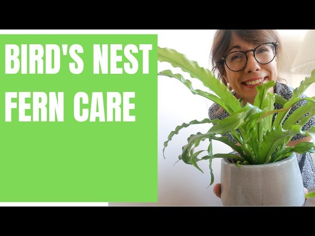 Birds nest fern care - Asplenium nidus - YouTube