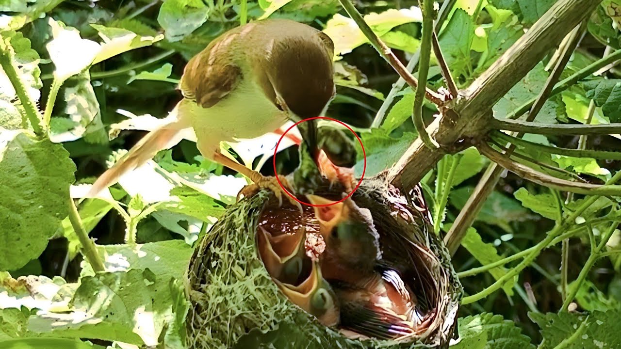 Mother is feeding the cuckoo baby very fat and big worm @animals ...