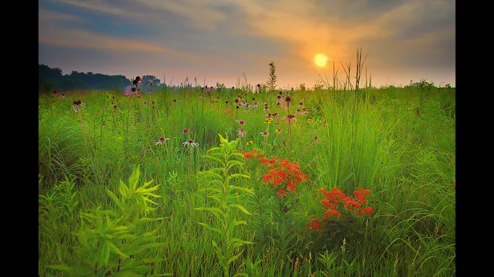 Krumm Preserve Prairie Hike