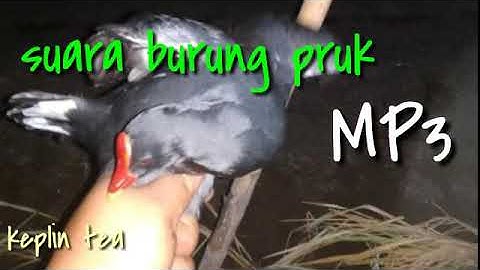 Jernih suara burung mandar batu 2021 gacor