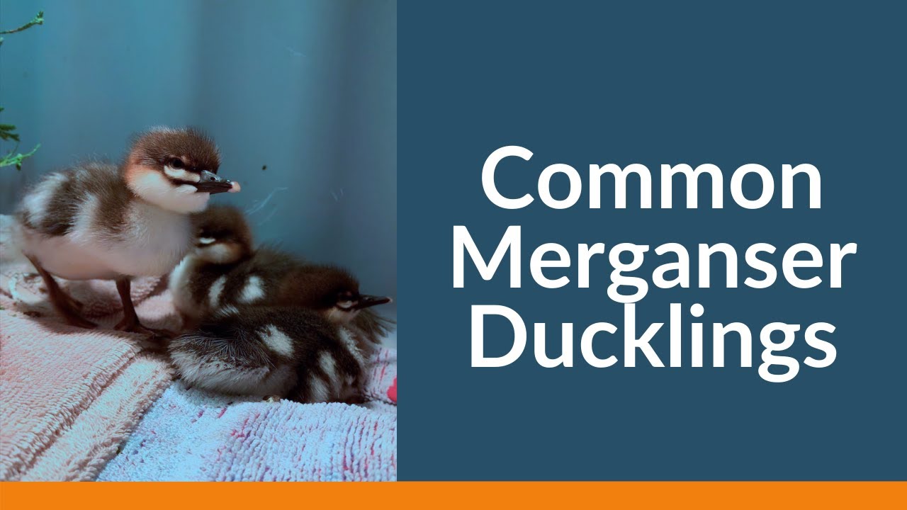 Common Mergansers Ducklings Diving for Mealworms! YouTube