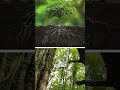 Forest Are Alive