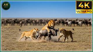 LION THRONE WAR - Kings Battle for Ultimate Rule (Full Episode) | Nature Animal Documentary