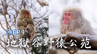 冬季奇觀~長野雪猴泡溫泉-野猿公苑,小布施,燈明祭一日遊 ...