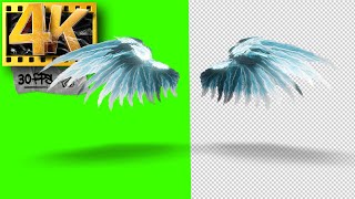Green Screen Wings Animation Free Download - Footage 4K