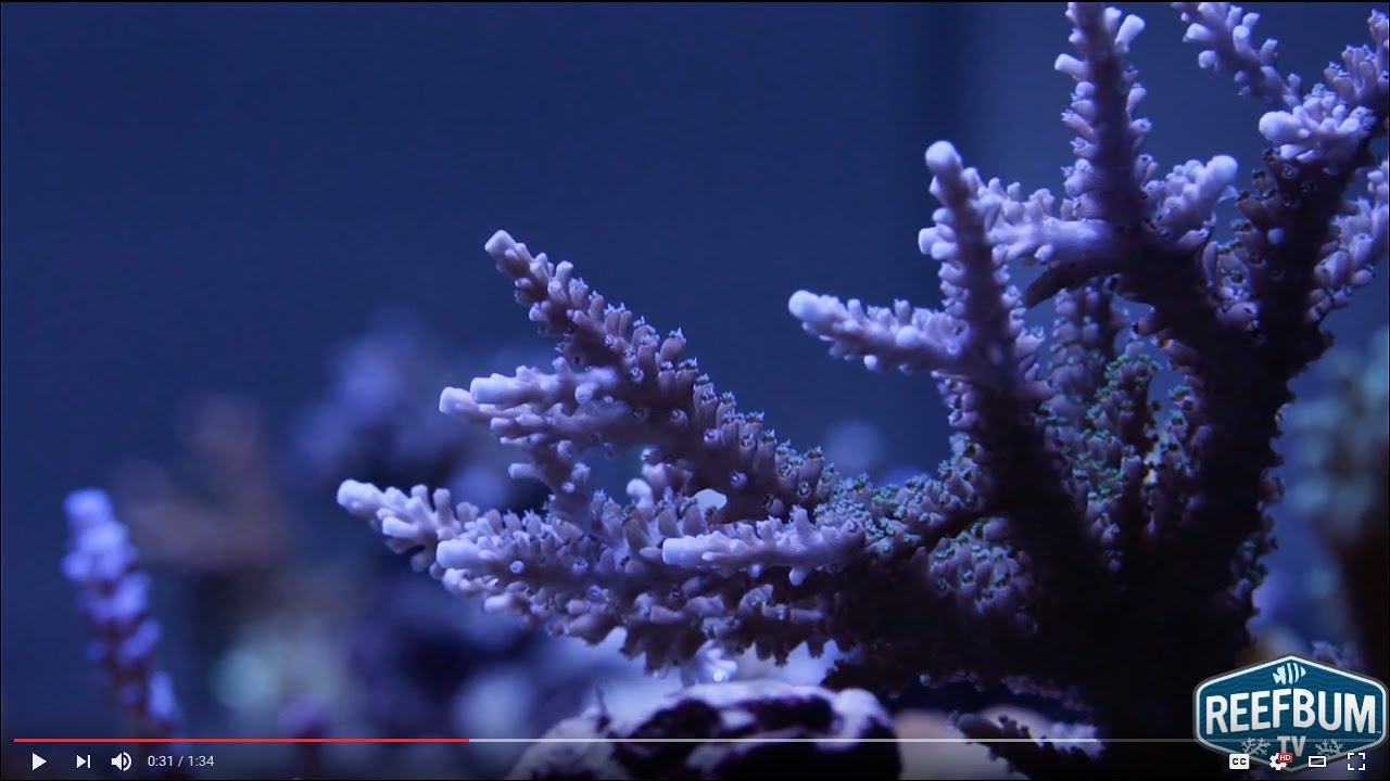 Blue Stag Acropora SPS Coral 