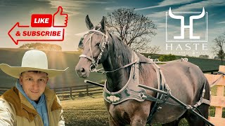 Bob Draft Cross 7 Year Old Gelding