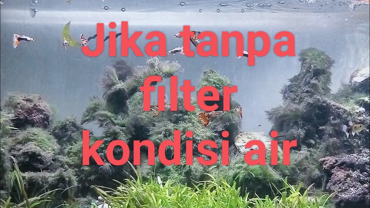 Jika kondisi aquarium tanpa filter YouTube