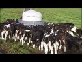 Quality Calf Rearing