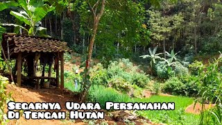 Persawahan Di Tengah Hutan Udaranya Sejuk Sekali | Short Film Pemandangan Alam