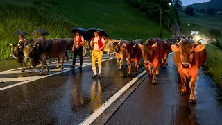 Early morning the cows and goats go to the Swiss Alps | Cattle Drive Switzerland Appenzellerland
