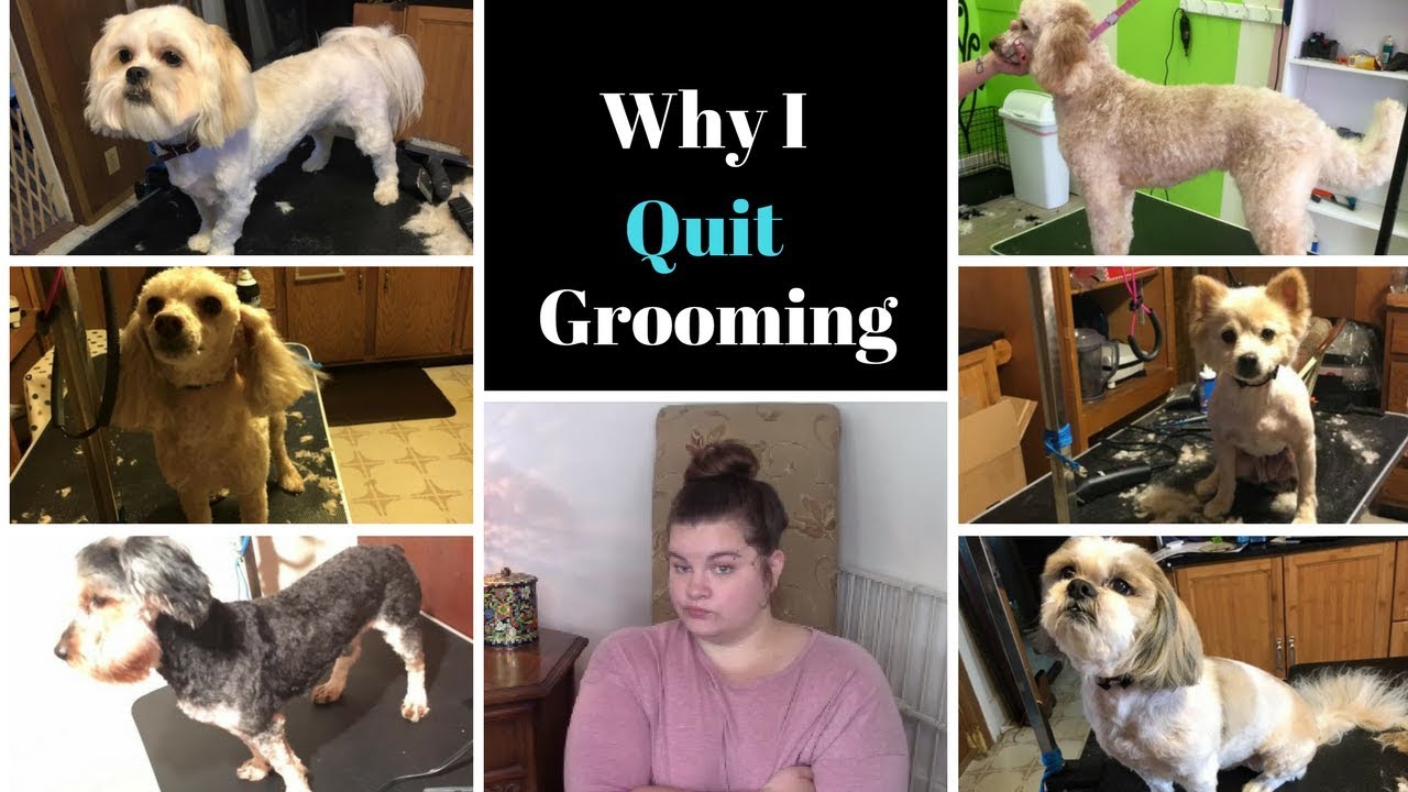 How Much Do Dog Groomers Make A Year