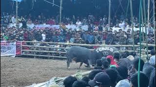 Tedong silaga // 53 Padatindo (mr.Limbat) 🆚 Pemula 170 Morut (piton) #tedongsilaga #buffalo 