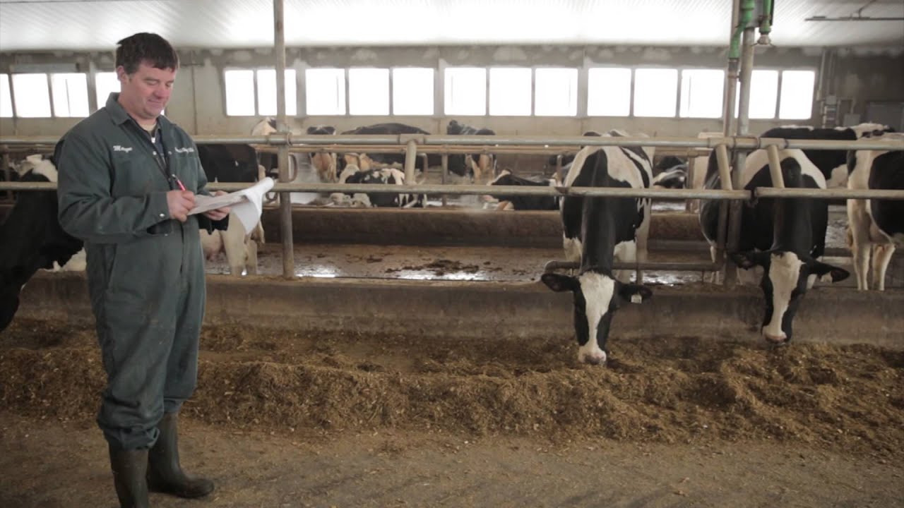 Dairy farming brings value in Alberta YouTube Dairy farming brings value in Alberta YouTube