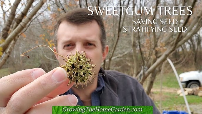 How to Grow Gum Trees from Seed: Easy Steps for Thriving Trees