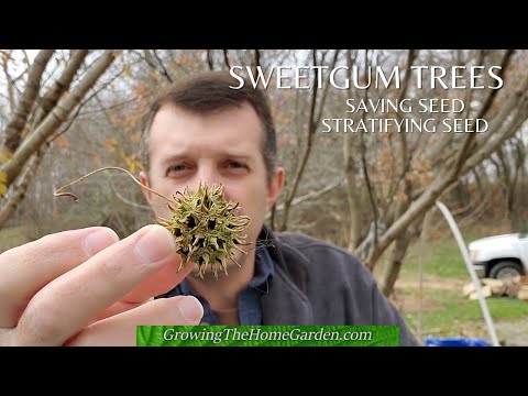 Video: Ce este o plantă de gumă - Cum să crești o plantă de gumă în grădină