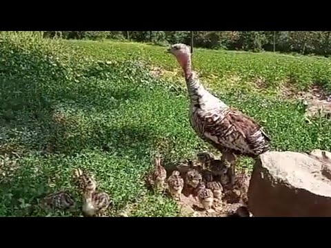 Video: Biznesin İnkişafı üçün Məsləhətlər: Ət üçün Kökəlmə