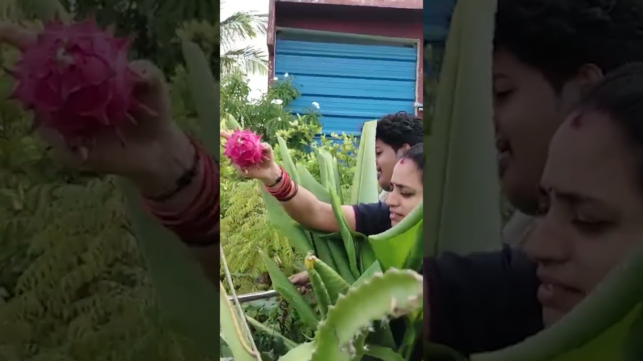 DRAGON FRUITS కొయ్యడం కష్టమే || TELUGU GARDEN VLOG