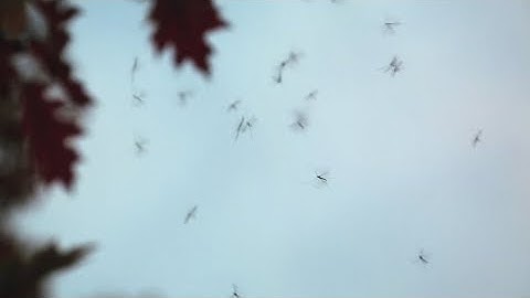 How to protect yourself from West Nile Virus