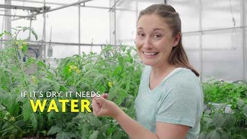 How to Water a Tomato Plant