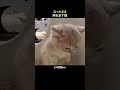 立ったまま用を足す猫